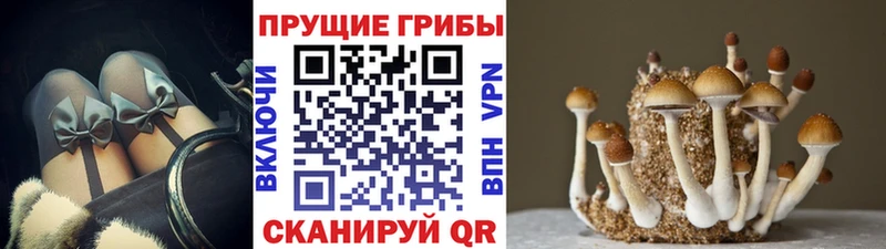 Галлюциногенные грибы MAGIC MUSHROOMS  ссылка на мегу маркетплейс  Геленджик 