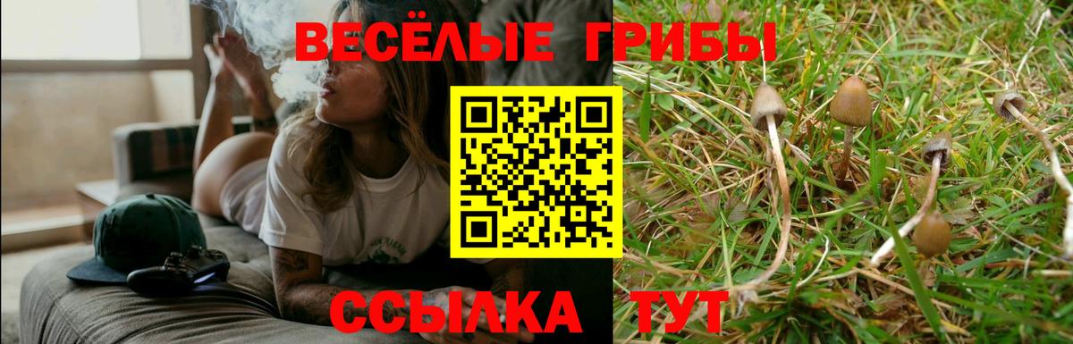Псилоцибиновые грибы Psilocybe Геленджик